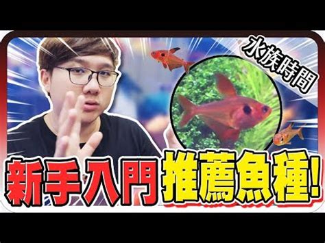 養魚的種類|養魚新手入門：12個教學讓你養魚一次上手（新手必讀）